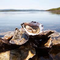 Some DK Connemara Oysters on a rock by the water's edge in County Galway.