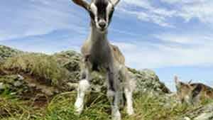 Cléire Goats - Pansy