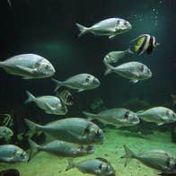 A school of grey fish and one yellow fish swim in a dark fish tank in Oceanworld Dingle County Kerry