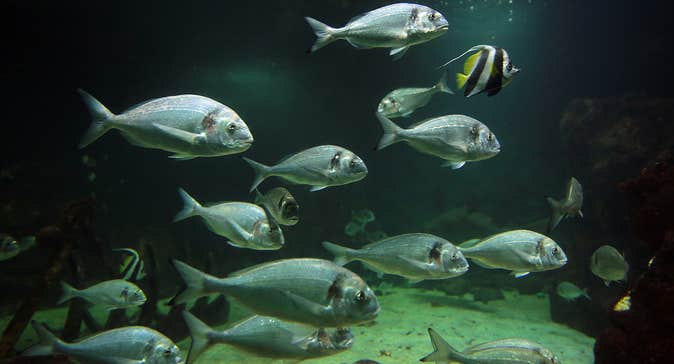 A school of grey fish and one yellow fish swim in a dark fish tank in Oceanworld Dingle County Kerry