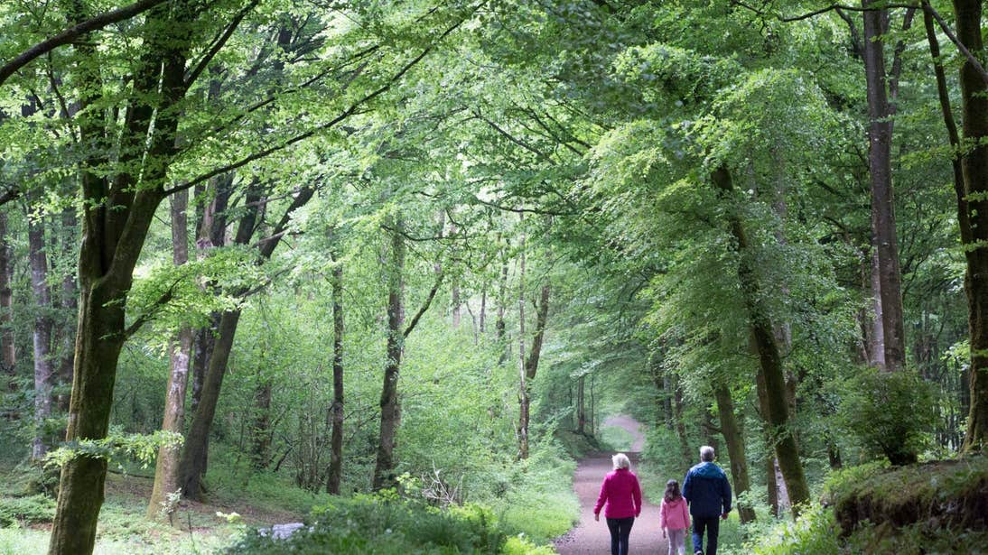 Mullaghmeen Forest, Finnea, Co Westmeath