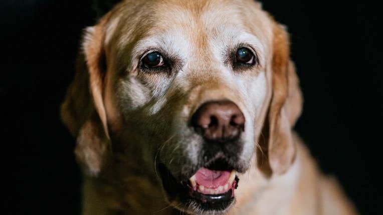 Dog’s Life – audio theatre in the dark