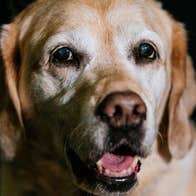 Dog’s Life – audio theatre in the dark