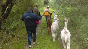 Alpaca walking