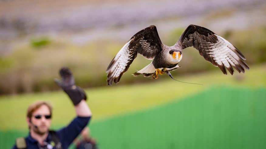 A bird at the Aillwee Cave and Birds of Prey Centre in County Clare.