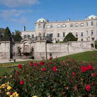 Red and yellow roses on a lawn outside Powerscourt House and Gardens