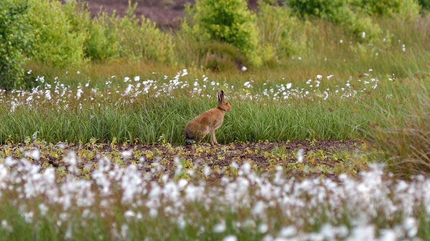 A hare sitting in the peatland in Kildare.