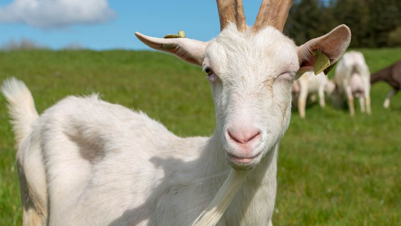 A St. Tola goat winking for the camera on the St. Tola Irish Goat Farm