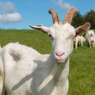 A St. Tola goat winking for the camera on the St. Tola Irish Goat Farm