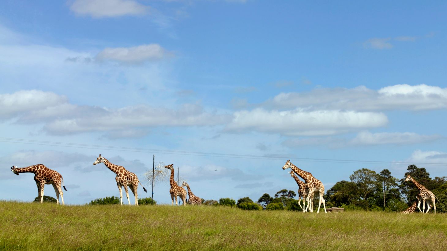 Did you know that Ireland is home to exotic animals?
