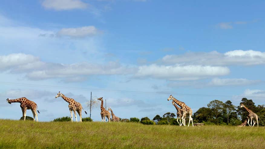 Giraffes walking across a field in Fota Island, Cork