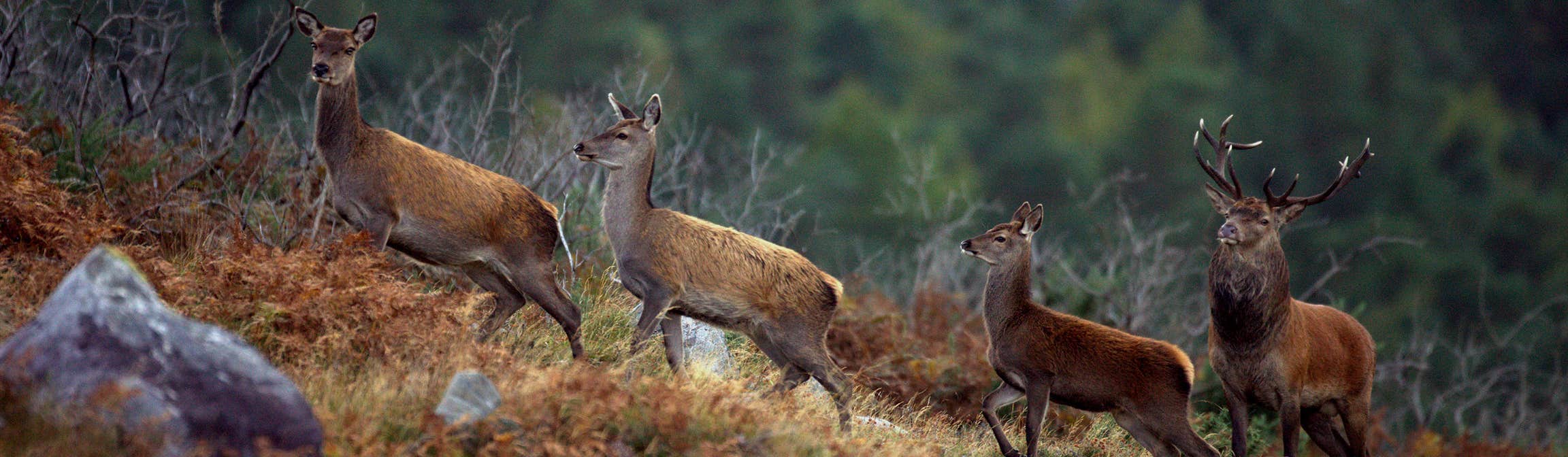 Deer at Killarney National Park, County Kerry.