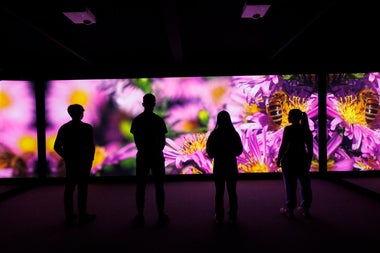 Children in a darkened room watching a screen with images of flowers and bees