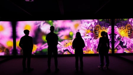 Children in a darkened room watching a screen with images of flowers and bees