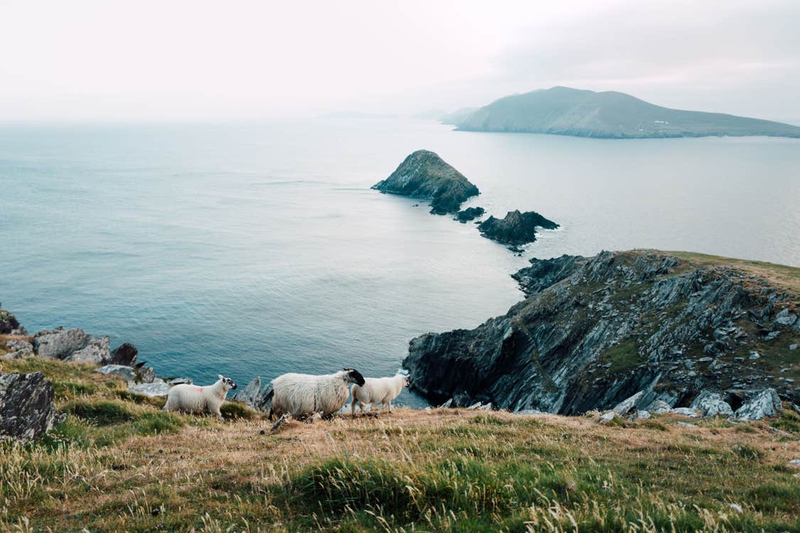 Sheep grazing on grass near the cliffedge at Dunmore Head, Co. Kerry