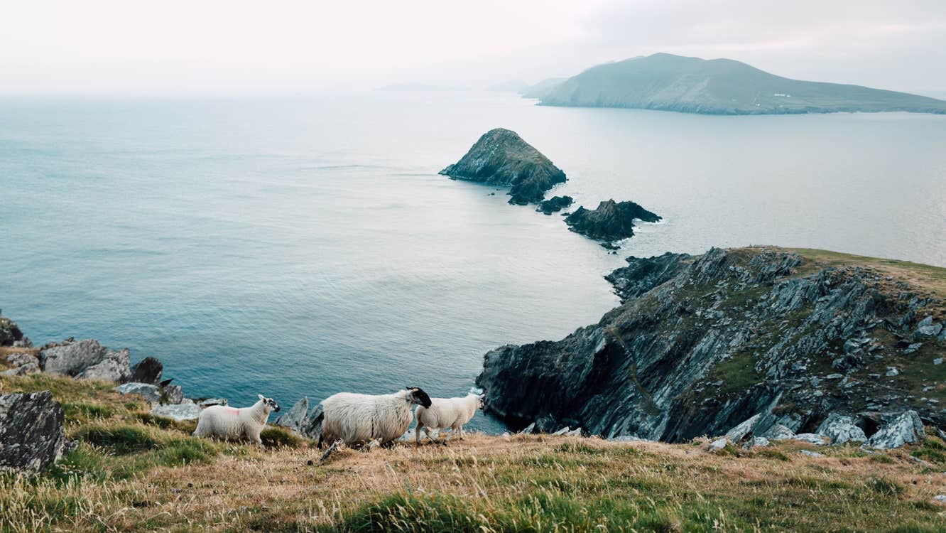 Sheep grazing on grass near the cliffedge at Dunmore Head, Co. Kerry