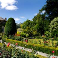 Roses' in bloom in a garden outside Altamont House, Carlow