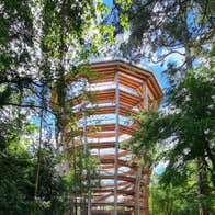 The treetop walk viewing tower at Beyond The Trees Avondale