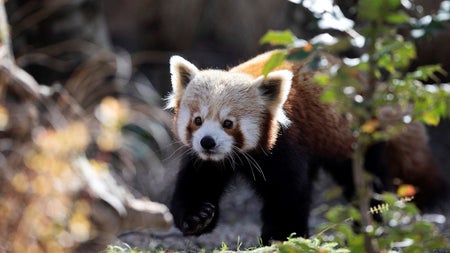 A young red panda walks along the ground of their enclosure in a zoo