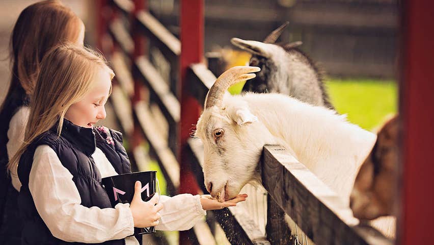 Two children feeding goats at Glendeer Pet Farm in County Westmeath