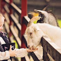 Two children feeding goats at Glendeer Pet Farm in County Westmeath