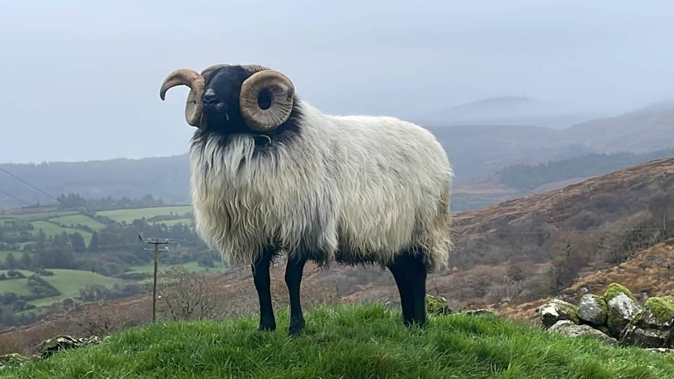A view of a ram standing in the sheep farm at Shehy Highland Park