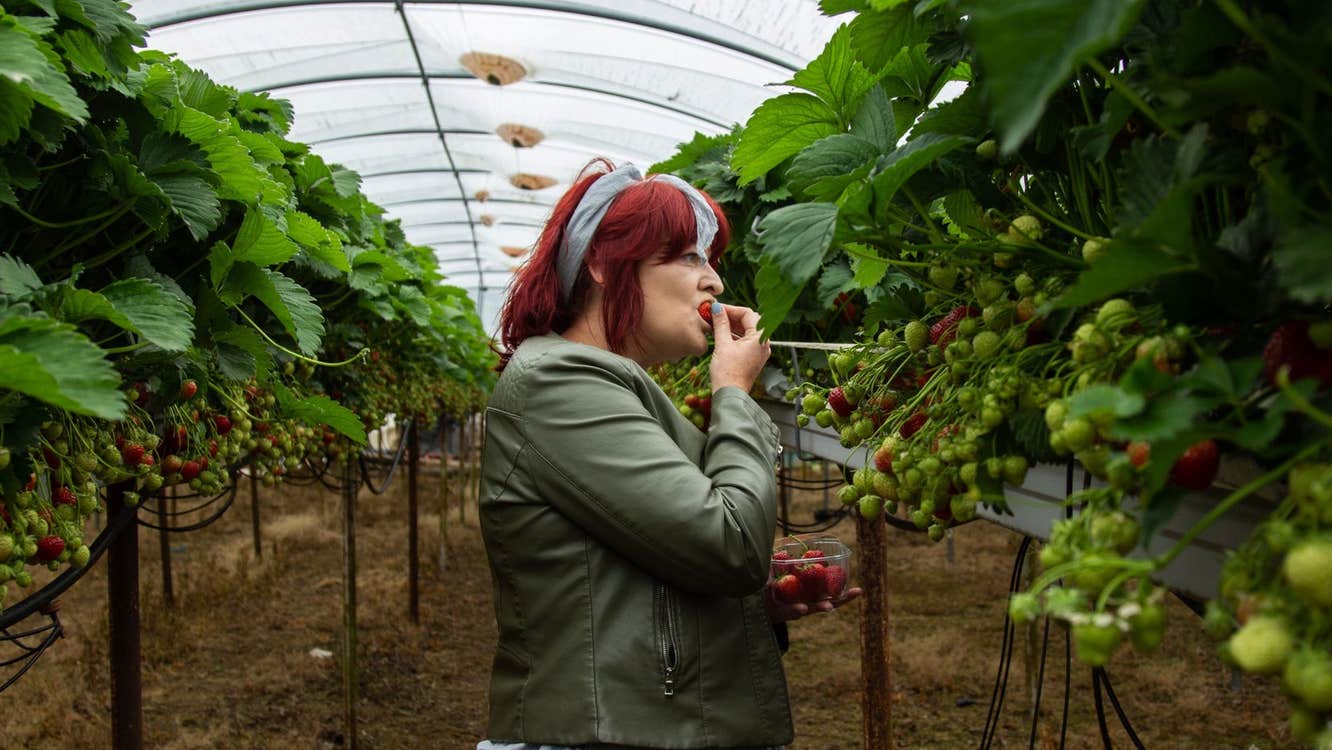 Person standing in a polytunnel tasting strawberries straight from the vine