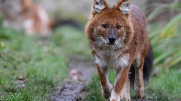 A picture of a brown wolf type animal walking along a track