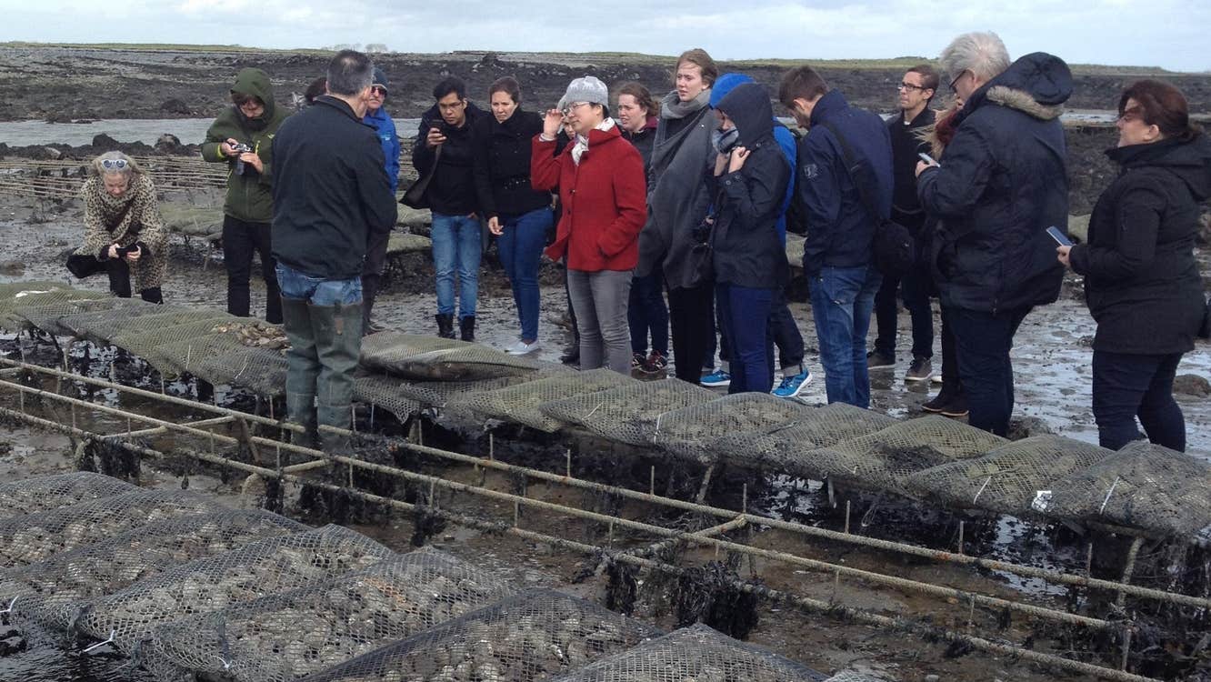 Group of people on a tour standing next to oyster beds with fields and the sea in the background