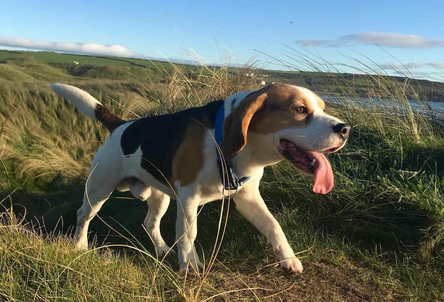 A dog walking along the coastline