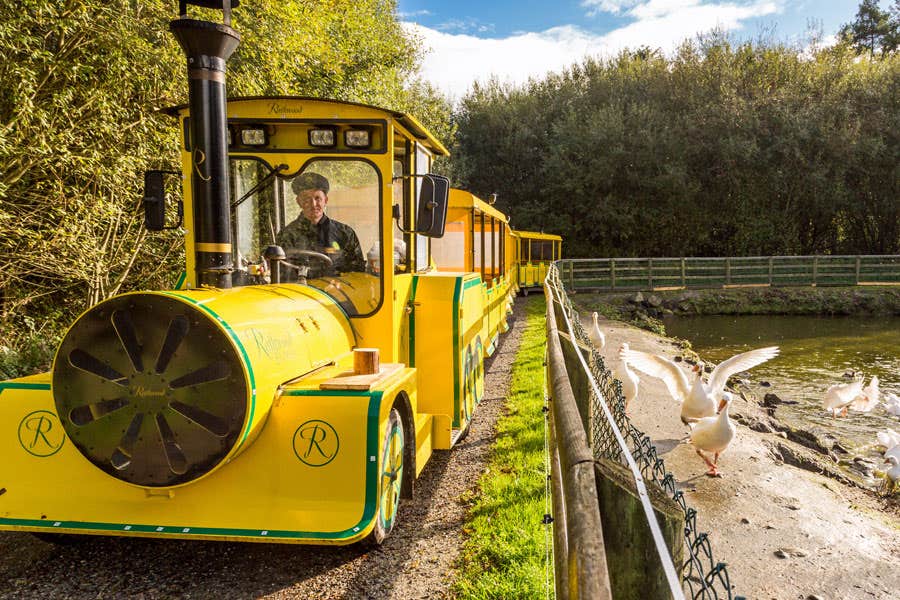 The yellow Rathwood Express train with driver parked beside a pond with geese nearby