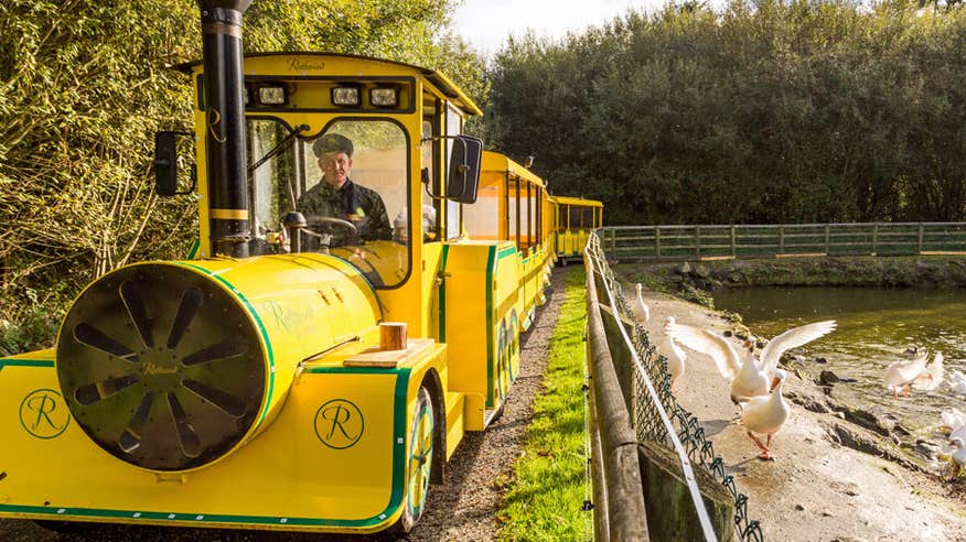 The yellow Rathwood Express train with driver parked beside a pond with geese nearby