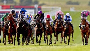 Goresbridge Horse Sales