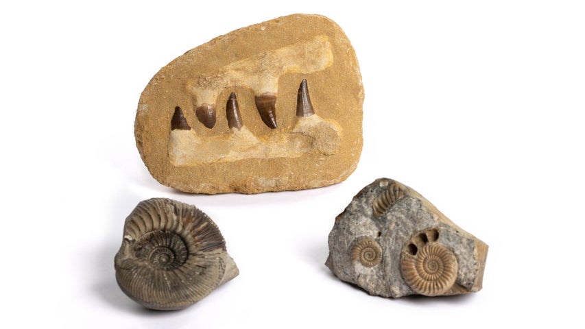 Fossils of extinct marine animals from the handling collection.