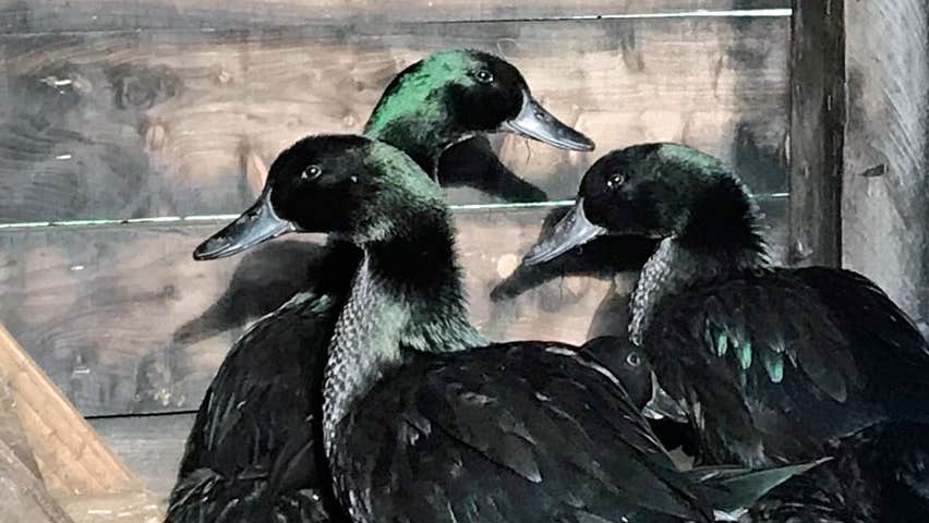 Three black ducks with a hint of green feathers together inside a pen