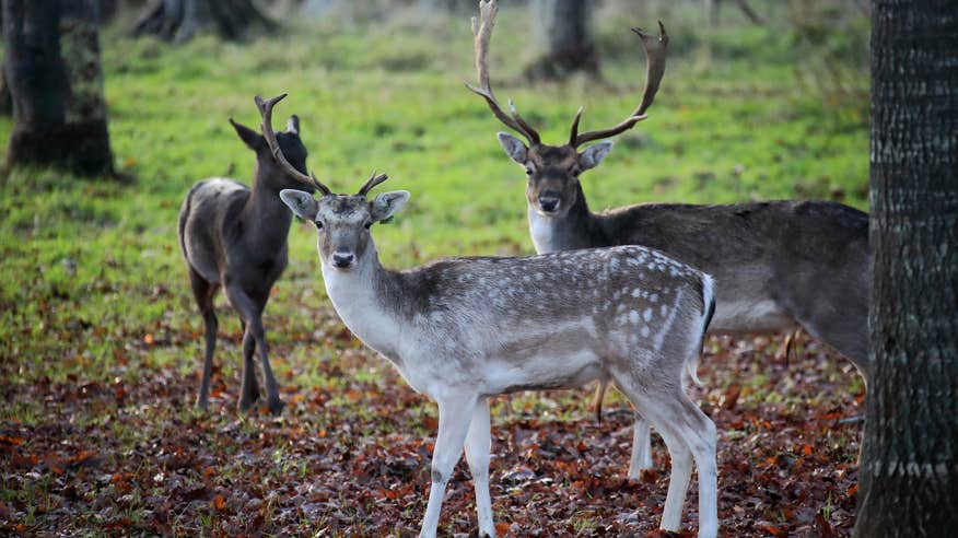 Three deer