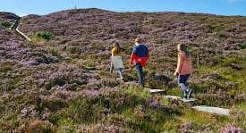 Slieve Bloom Walking Festival, 3 children walking up a path on a heather covered hillside.