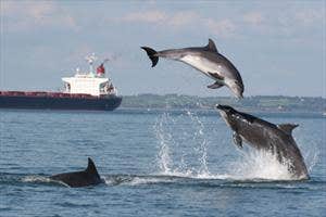 Dolphin Discovery Kilrush, Kilrush, Clare