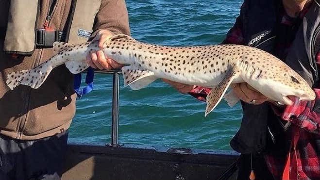 Fishermen holding a spotted dog fish