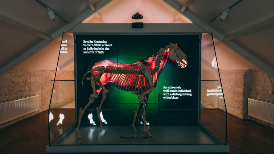 A horse skeleton on display at the Fethard Horse Country Experience in Co Tipperary