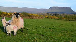 Sheep and lambs with Ben Bulben in the distance in County Sligo