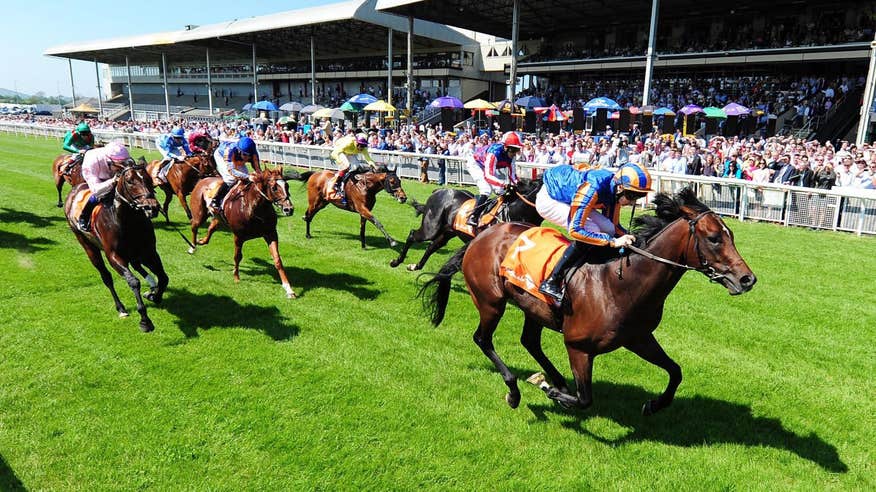 Group of horses and jockeys racing on a grass course