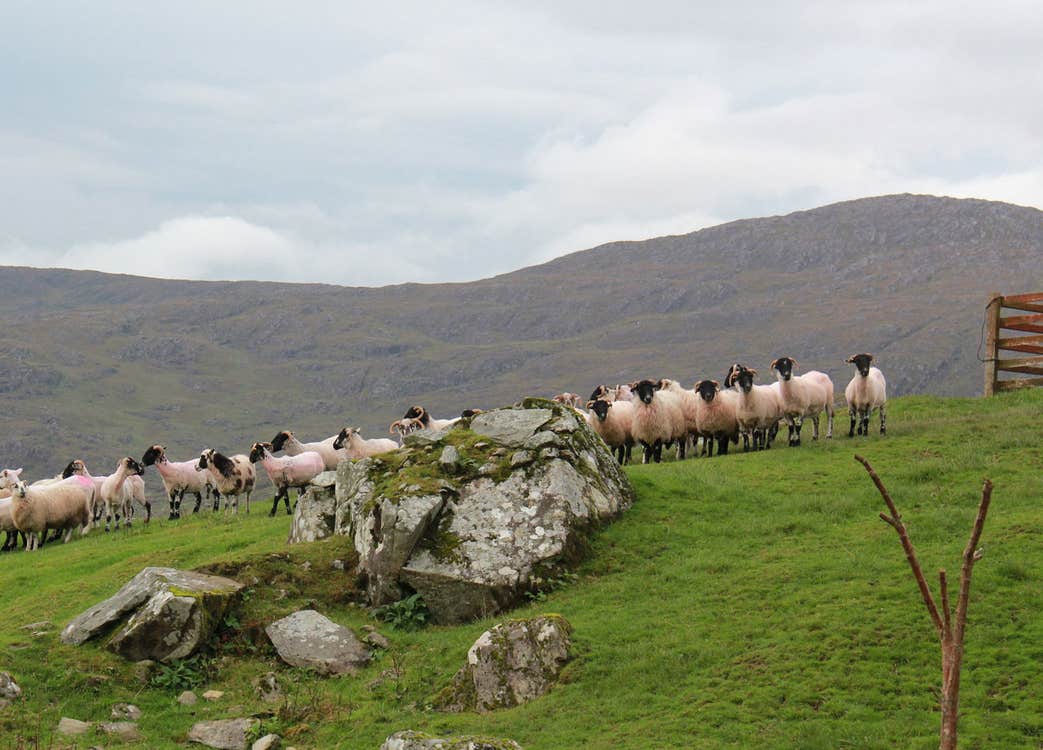 Flock of sheep in a field with the hill in the back ground