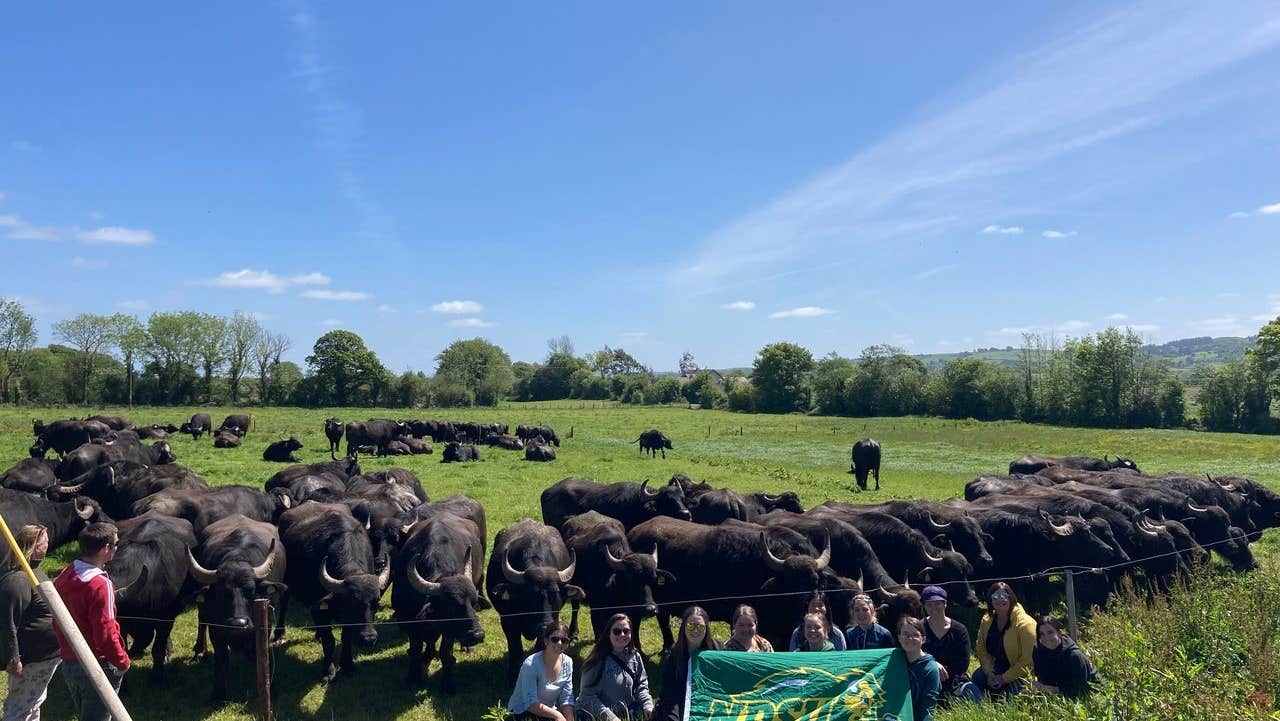 A herd of water buffalo eating grass out in the fields on the Macroom Buffalo Farm