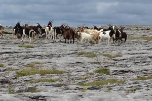 Burren Mountain Tours