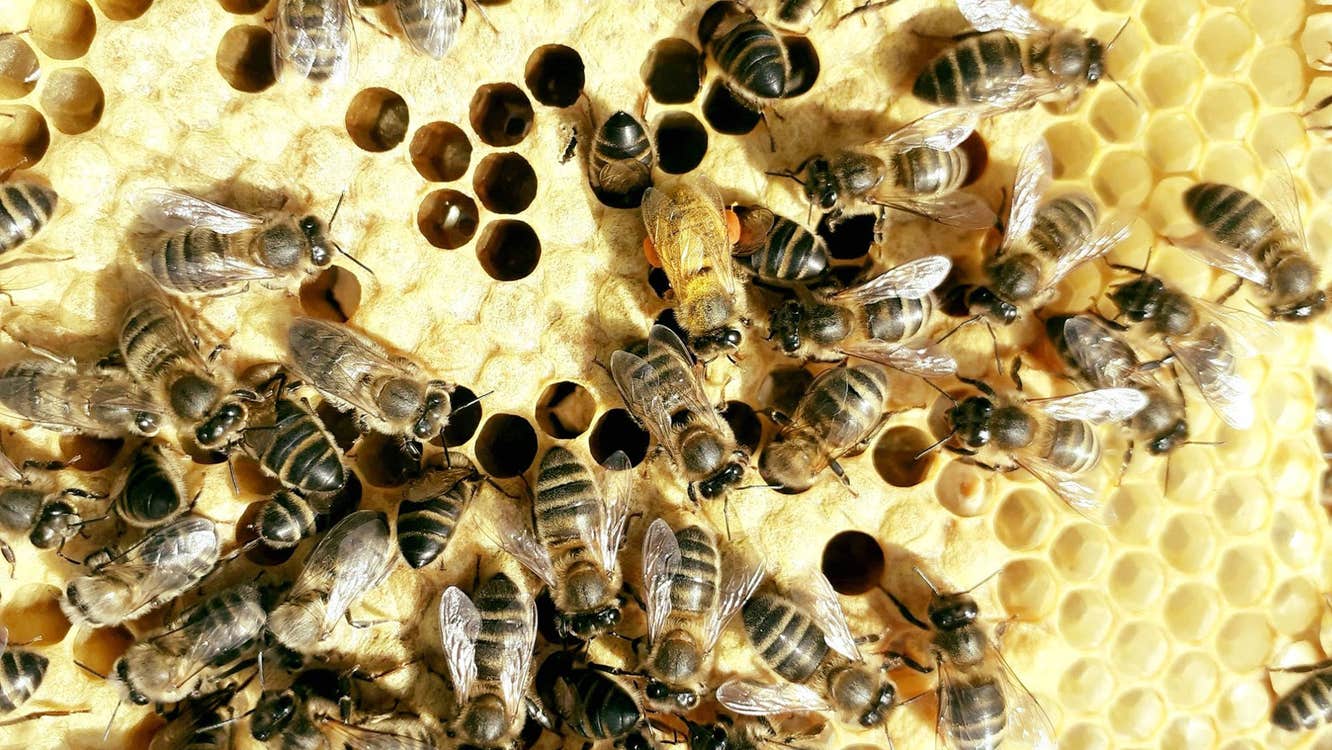 Bee Wise Nature Trail view of bees on honeycomb