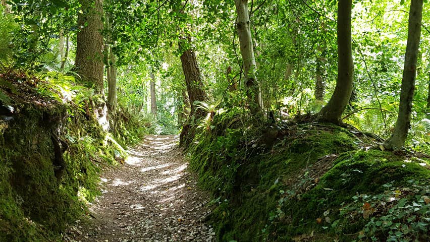 Woodland trail walk through trees in Ballybrack Woods Douglas