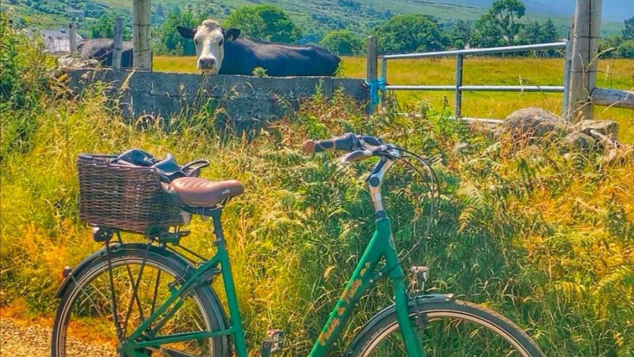 A bicycle posed by a stone wall with cattle on the other side looking over