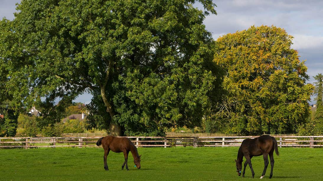 Horses in a field at The National Stud, Tully, Co. Kildare