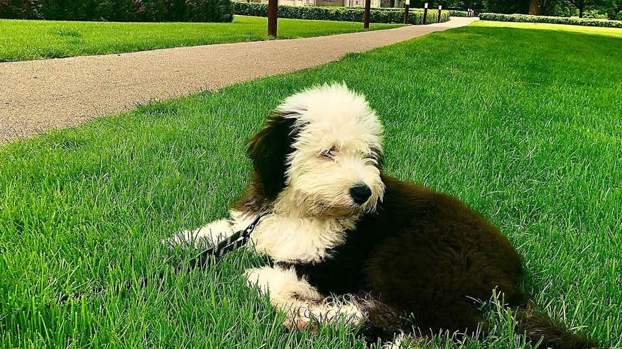 A puppy sitting on the grass at Carton House, Kildare